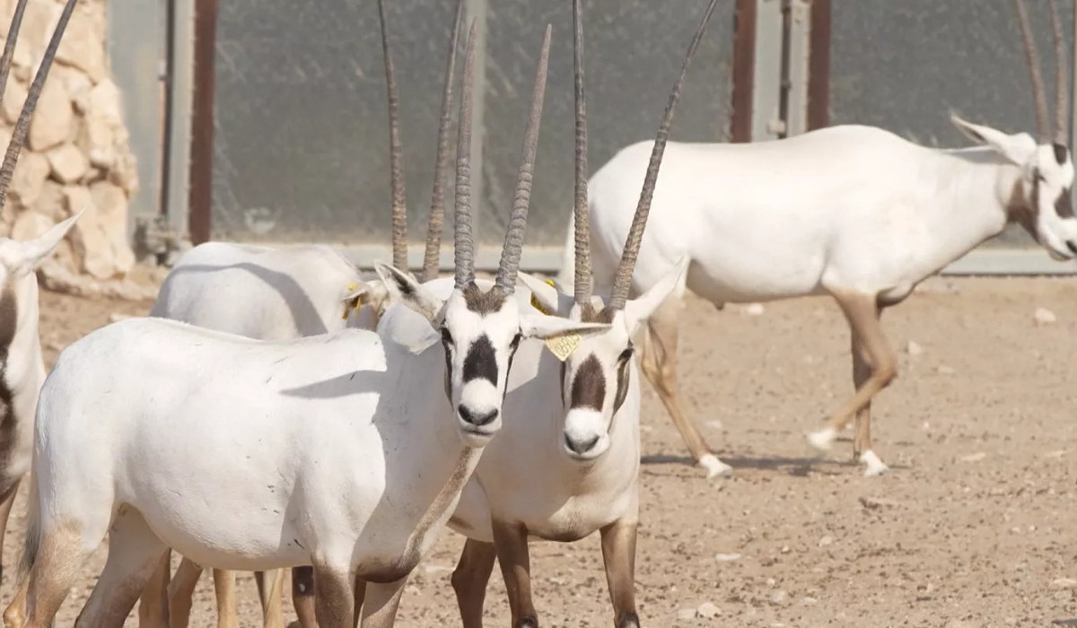 Qatar Safeguards Approximately 3000 Specimens of Nine Endangered Wildlife Species